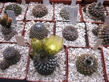 Выставка 1 мая 2009 (Донецк)