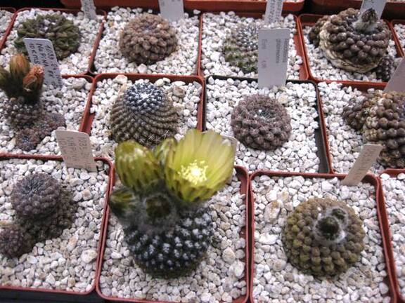 Выставка 1 мая 2009 (Донецк)