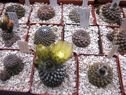 Выставка 1 мая 2009 (Донецк)