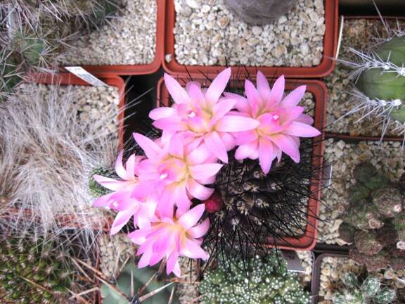 Выставка 1 мая 2009 (Донецк)