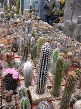 Выставка 1 мая 2009 (Донецк)