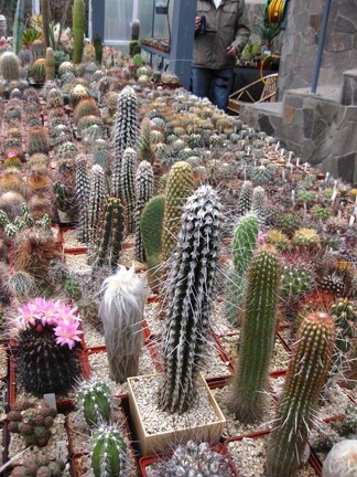 Выставка 1 мая 2009 (Донецк)