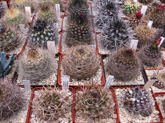 Выставка 1 мая 2009 (Донецк)