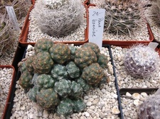 Выставка 1 мая 2009 (Донецк)