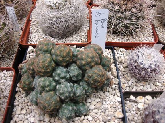 Выставка 1 мая 2009 (Донецк)