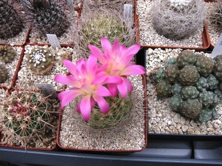 Выставка 1 мая 2009 (Донецк)