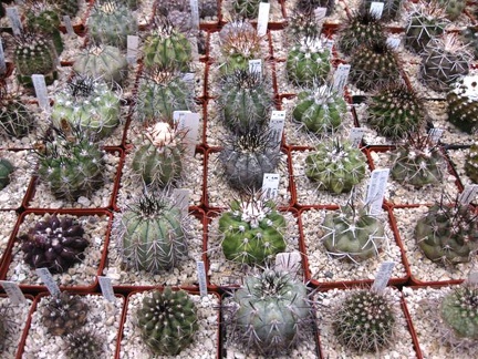 Выставка 1 мая 2009 (Донецк)