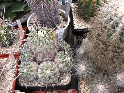 Выставка 1 мая 2009 (Донецк) 