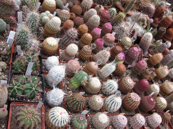 Выставка 1 мая 2009 (Донецк)