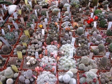 Выставка 1 мая 2009 (Донецк)