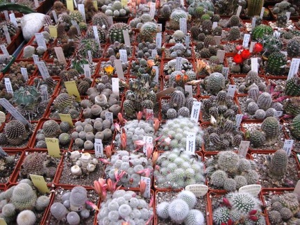 Выставка 1 мая 2009 (Донецк)