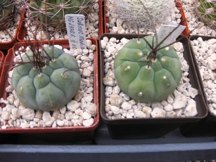 Выставка 1 мая 2009 (Донецк)