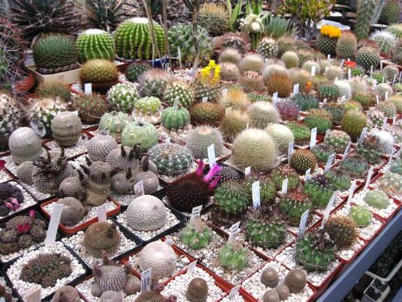 Выставка 1 мая 2009 (Донецк)