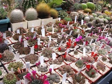 Выставка 1 мая 2009 (Донецк)