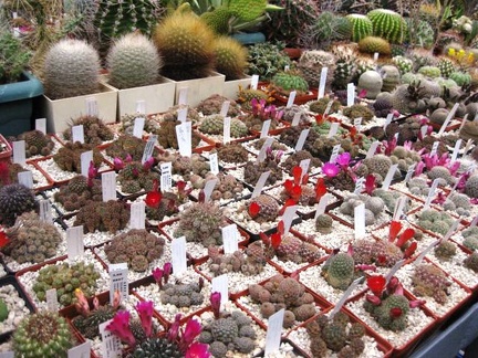 Выставка 1 мая 2009 (Донецк)