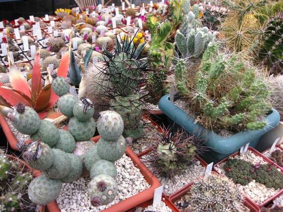 Выставка 1 мая 2009 (Донецк)