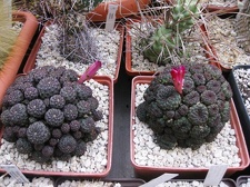 Выставка 1 мая 2009 (Донецк)