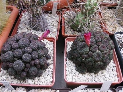 Выставка 1 мая 2009 (Донецк)