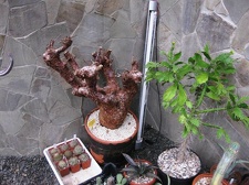 Выставка 1 мая 2009 (Донецк)