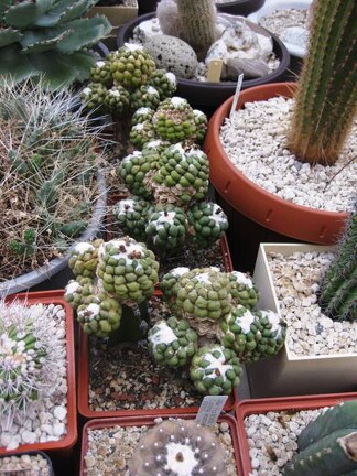 Выставка 1 мая 2009 (Донецк)