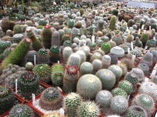 Выставка 1 мая 2009 (Донецк)