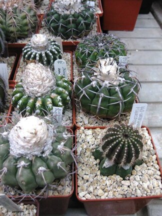 Выставка 1 мая 2009 (Донецк)