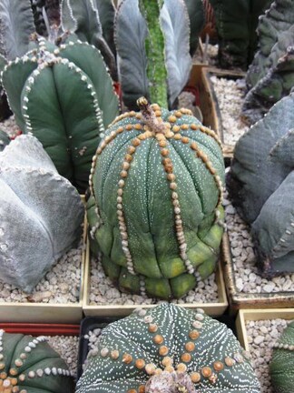 Выставка 1 мая 2009 (Донецк)