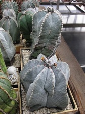 Выставка 1 мая 2009 (Донецк)