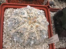 Выставка 1 мая 2009 (Донецк)