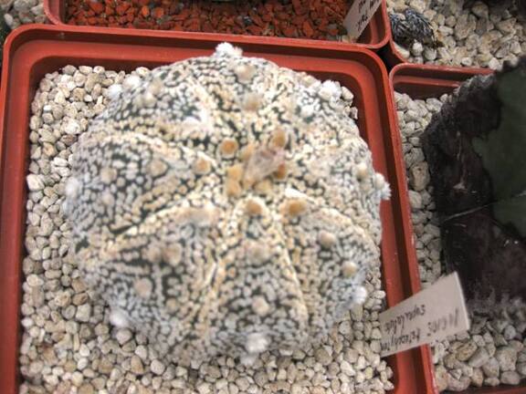 Выставка 1 мая 2009 (Донецк)