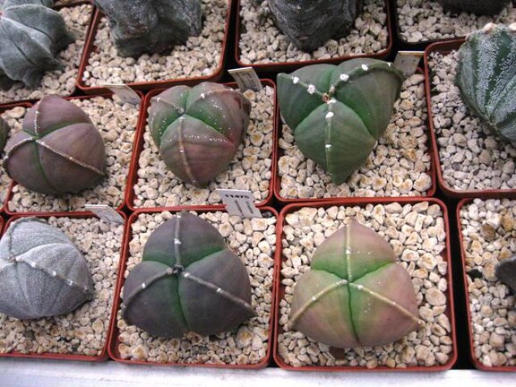 Выставка 1 мая 2009 (Донецк)