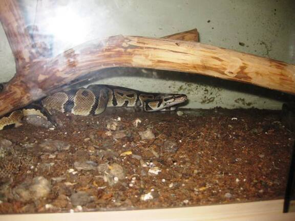 Выставка 1 мая 2009 (Донецк)