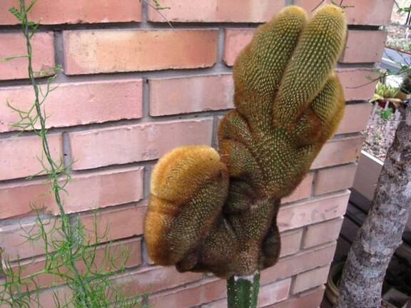 Выставка 1 мая 2009 (Донецк)