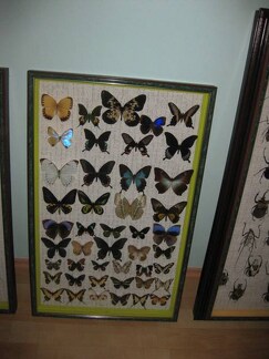 Выставка 1 мая 2009 (Донецк)