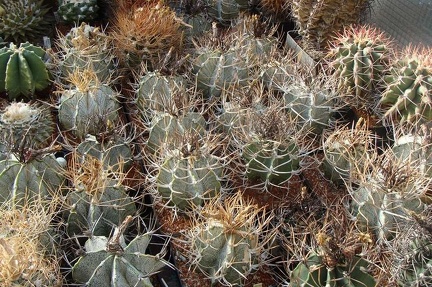 Выставка в Чехии у Павла Павличека 