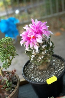 Выставка сентябрь 2008