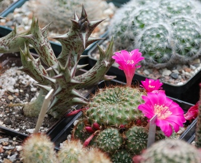 Выставка май 2008 