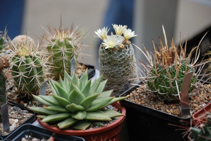 Выставка май 2008 