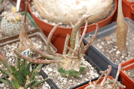 Выставка май 2008