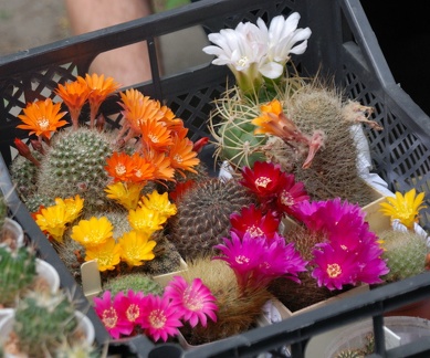 Выставка май 2008