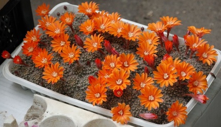 Выставка май 2008