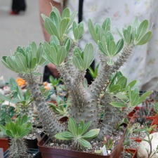 Выставка май 2008