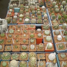 Выставка май 2008