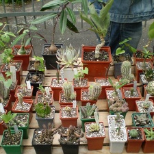 Выставка май 2008