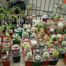 Выставка май 2008