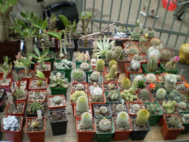 Выставка май 2008