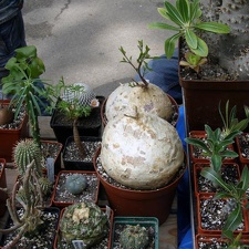 Выставка май 2008