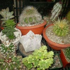Выставка май 2008