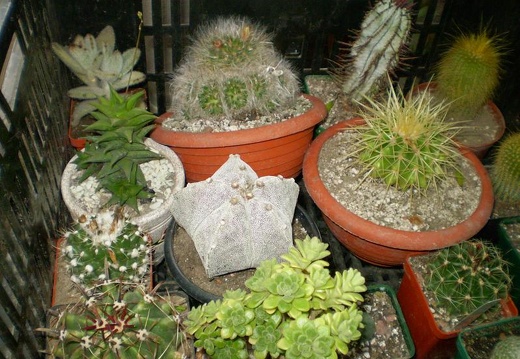 Выставка май 2008