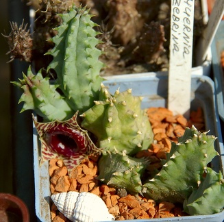 Городская выставка цветов, август 2008